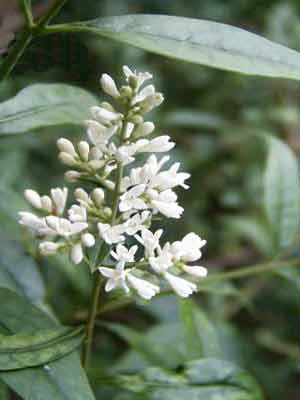 Gemeiner Liguster (Ligustrum vulgare)