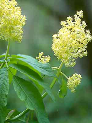 Traubenholunder (Sambucus racemosa) roter Holunder