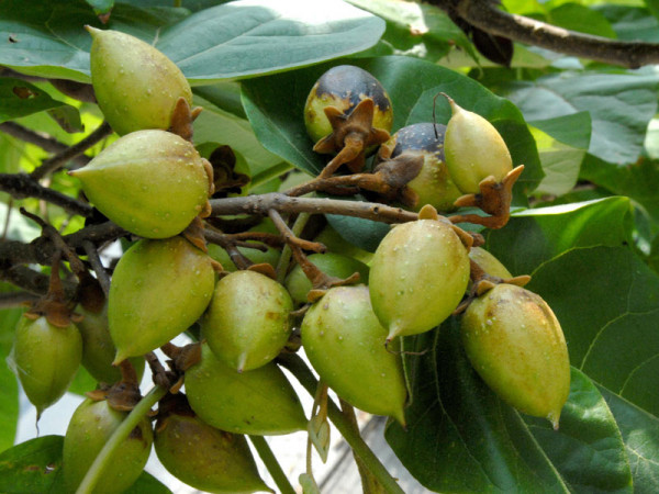 Blauglockenbaum (Paulownia tomentosa)