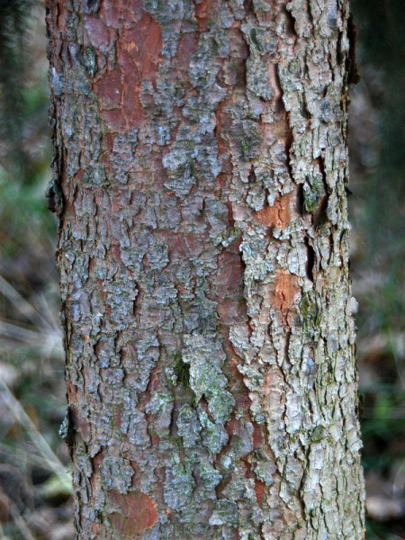 Serbische Fichte (Picea omorica)