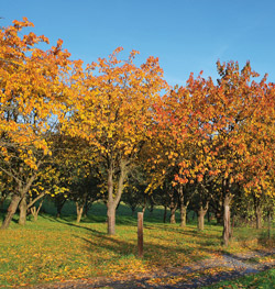 roloff-herbstfaerbung