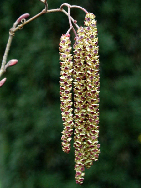 Schwarzerle (Alnus glutinosa) Roterle