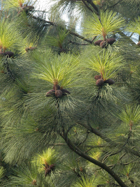 Gelb-Kiefer, Ponderosa-Kiefer (Pinus ponderosa)