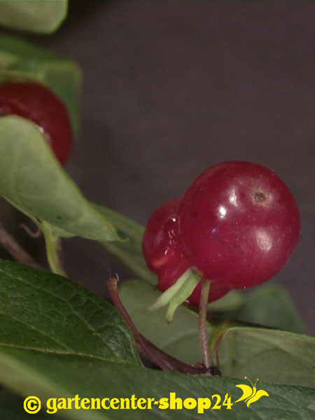 Heckenkirsche (Lonicera xylosteum)