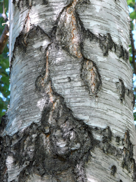 Sandbirke (Betula pendula)