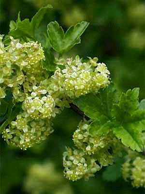 Wilde Johannisbeere (Ribes alpinum) Alpenjohannisbeere