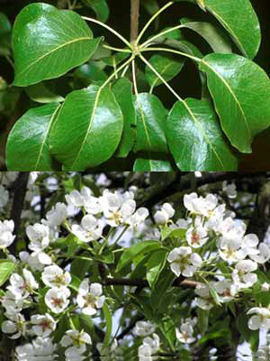 Wildbirne (Pyrus communis)