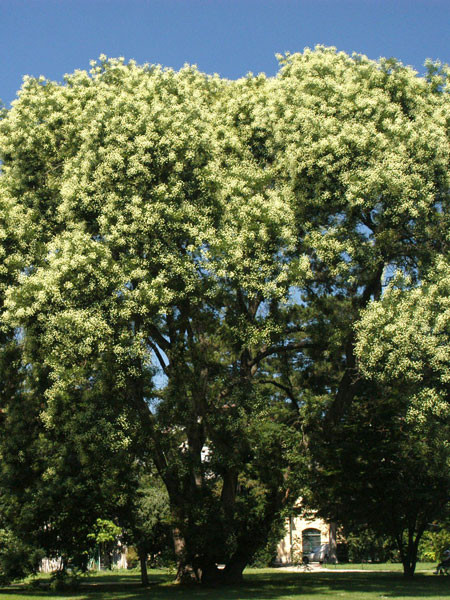 Schnurbaum (Sophora japonica)
