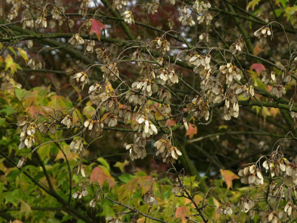 Dreispitzahorn (Acer buergerianum)