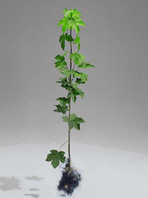 Bergahorn (Acer pseudoplatanus)