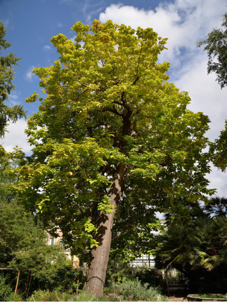 Großkroniger Trompetenbaum (Catalpa bungei)