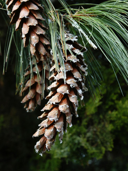 Tränenkiefer (Pinus wallichiana)