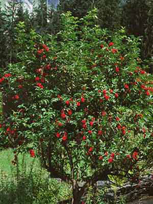 Traubenholunder (Sambucus racemosa) roter Holunder