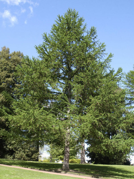 Japanische Lärche (Larix kaempferi)