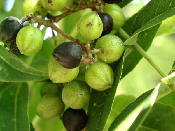 Amur-Korkbaum (Phellodendron amurense)