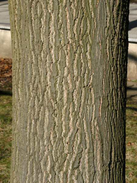 Roteiche (Quercus rubra)