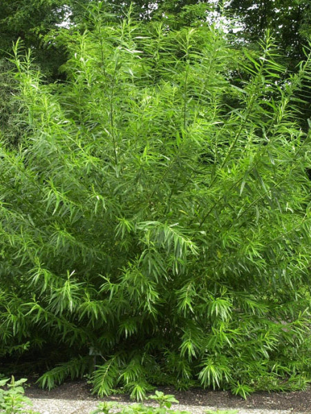 Korbweide (Salix viminalis)