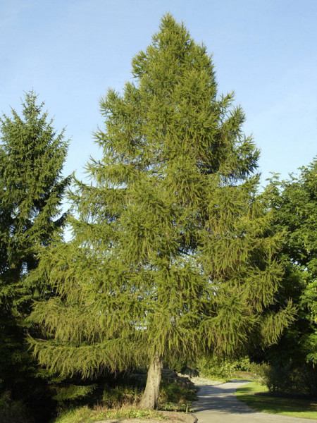 Europaeische Lärche (Larix decidua)