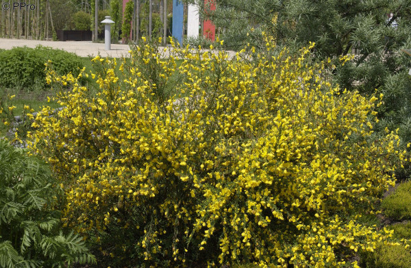 Besenginster (Cytisus scoparius)