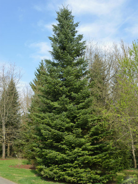 Grosse Küstentanne (Abies grandis)