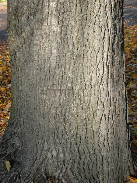 Sommerlinde (Tilia platyphyllos)