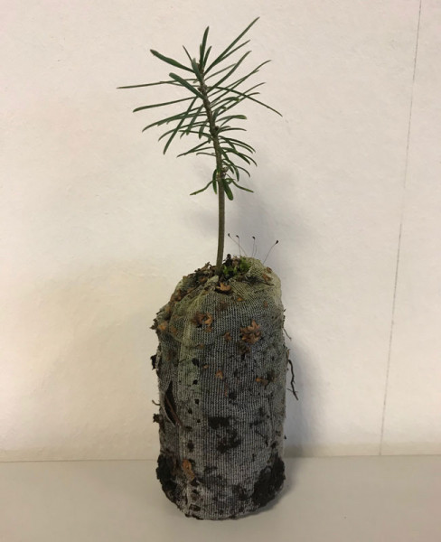 Sibirische Tanne (Abies sibirica)