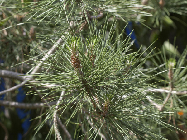 Pinie (Pinus pinea)