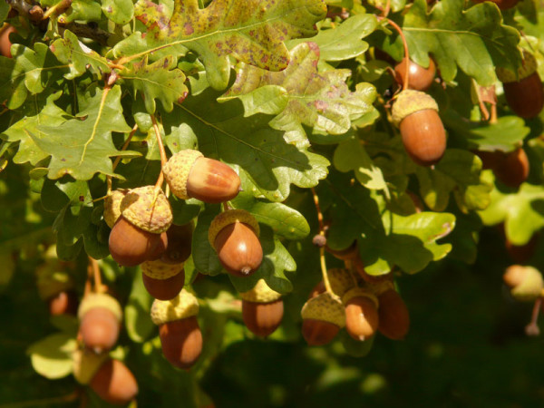 Stieleiche (Quercus robur)