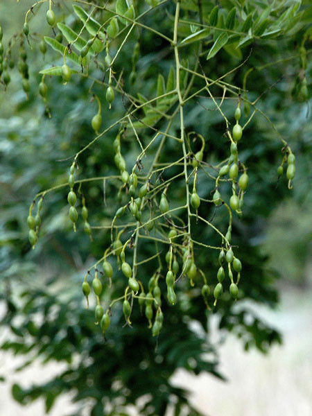 Schnurbaum (Sophora japonica)