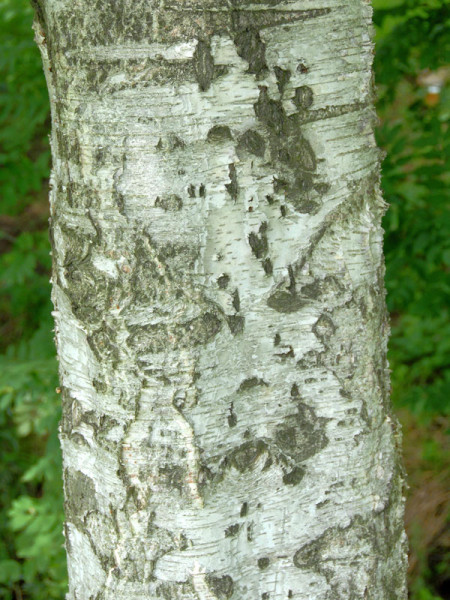 Moorbirke (Betula pubescens)