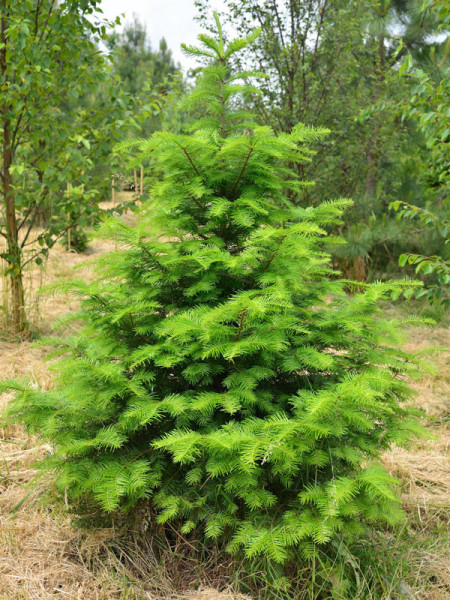 Grosse Küstentanne (Abies grandis)