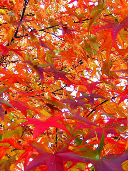 Amberbaum (Liquidambar styraciflua)