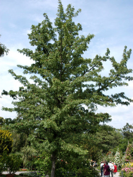 Speierling (Sorbus domestica)