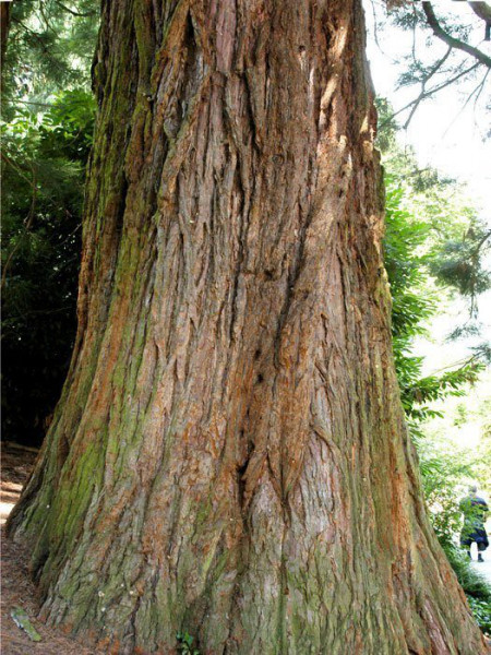 Sequoiadendron giganteum, Kalifornischer Mammutbaum