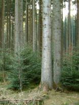 abies-alba-forst