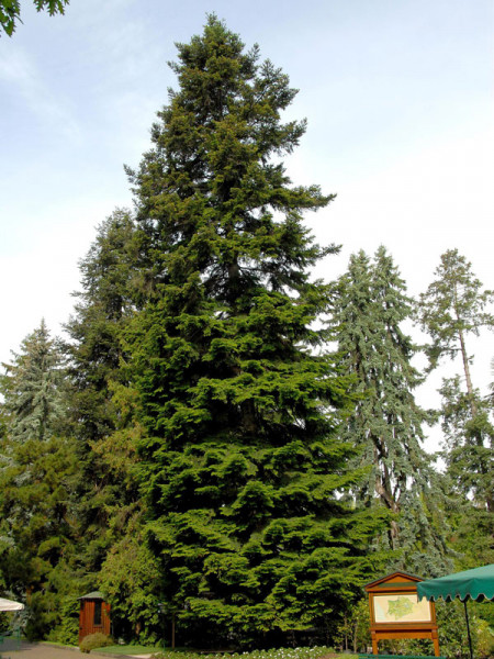 Weisstanne (Abies alba)