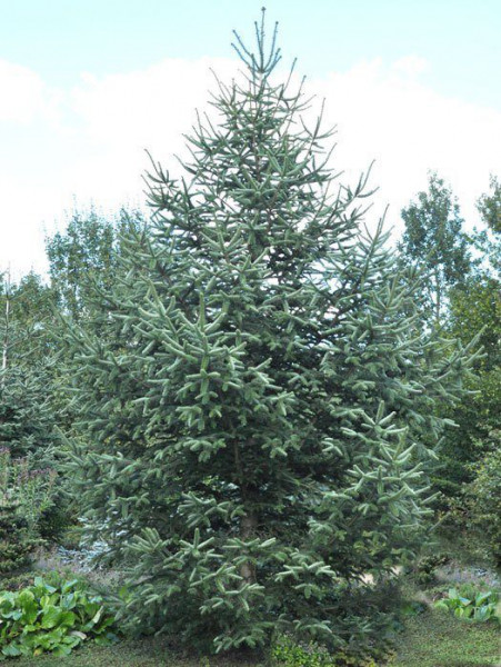 Spanische Tanne (Abies pinsapo)