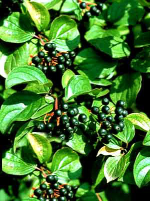 Roter Hartriegel (Cornus sanguinea)