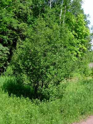 Faulbaum (Rhamnus frangula)