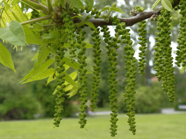 Schwarznuss (Juglans nigra)