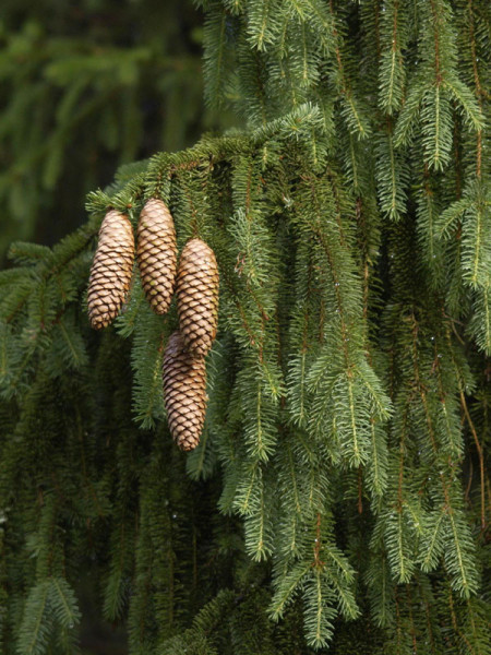 Fichte, Rotfichte (Picea abies)