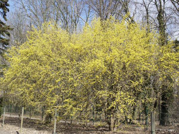 Kornelkirsche (Cornus mas)