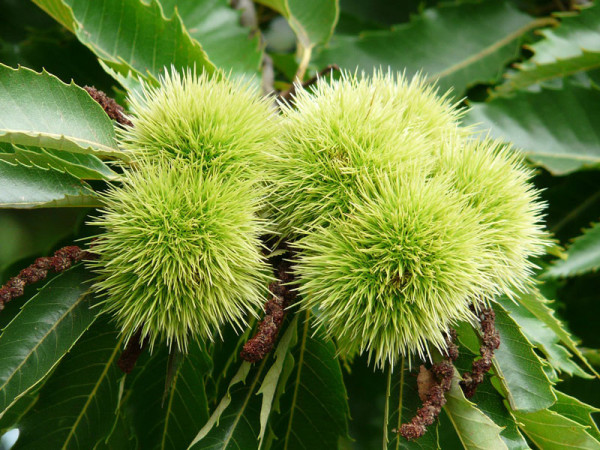 Edelkastanie (Castanea sativa)