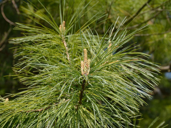 Strobe/Weymouthskiefer (Pinus strobus)