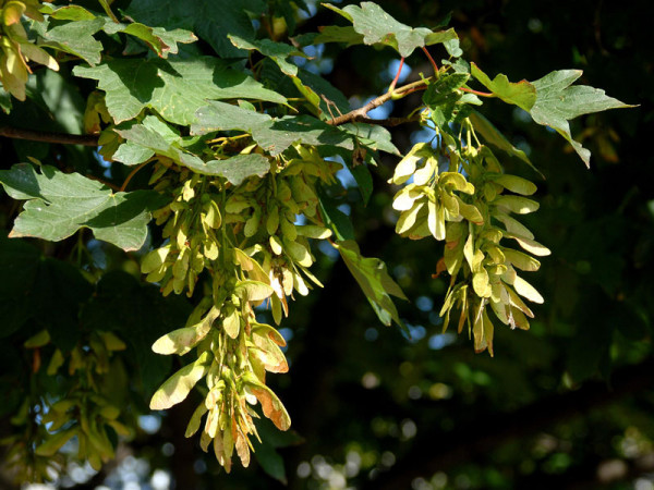 Bergahorn (Acer pseudoplatanus) - XL Produkt