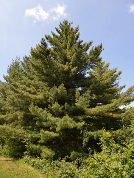 Strobe/Weymouthskiefer (Pinus strobus)