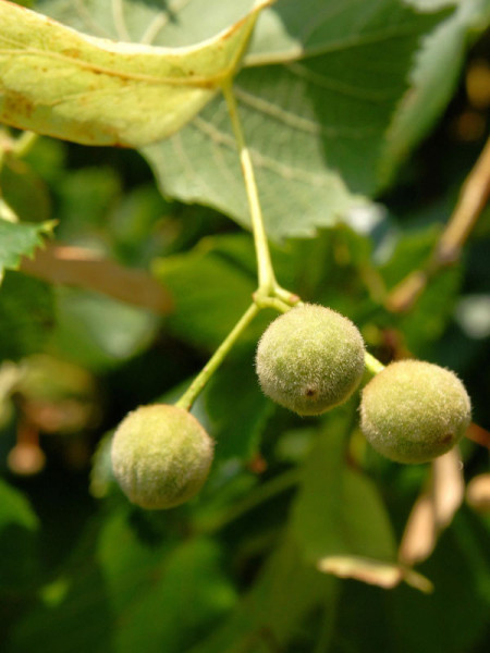 Sommerlinde (Tilia platyphyllos)