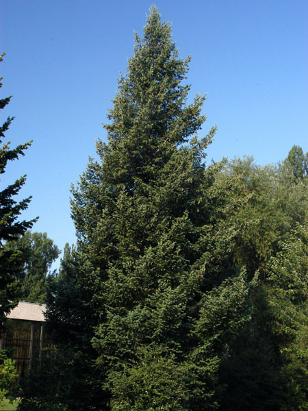 Kolorado-Douglasie, Blaue Douglasie (Pseudotsuga menz. glauca)