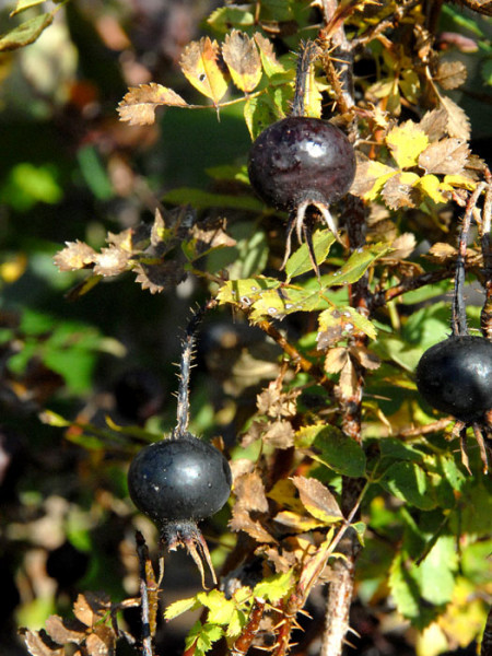 Bibernellrose, (Rosa pimpinellifolia (spinosissima))