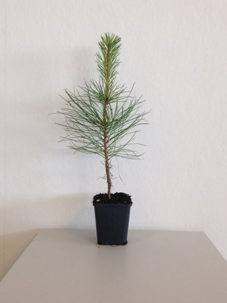 Gelb-Kiefer, Ponderosa-Kiefer (Pinus ponderosa)